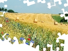 papavers, cornflowers, Meadow, corn, Field