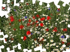 Meadow, cornflowers, papavers, Flowers