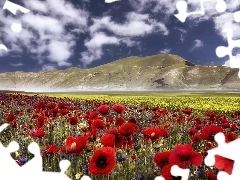 papavers, Mountains, Meadow