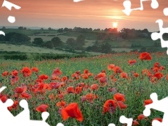 Meadow, papavers