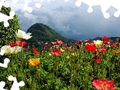 Mountains, River, papavers, clouds