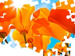 Orange, papavers