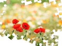 Red, papavers