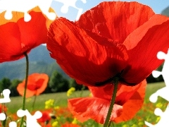 papavers, Flowers, Red