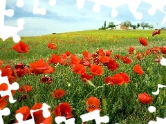 papavers, Meadow, Red