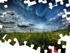 papavers, grass, Sky