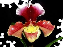 Sabotek, Latin, Paphiopedilum, name