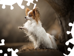 Papillon, Continental Toy Spaniel, fuzzy, Miniature, dog, trees, background