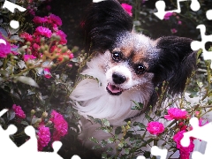 dog, Flowers, roses, Miniature Continental Toy Spaniel Papillon