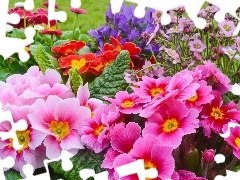 Park, primrose, color, Flowers, flowerbed