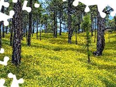 La Palma Island, Cumbre Vieja Nature Park, Spain, Canary Islands, Flowers, Black Medick, pine, Yellow, forest