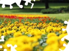 Park, Turki, Tagetes