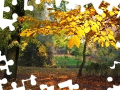 Yellow, Leaf, Park, Autumn