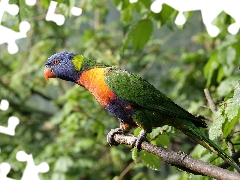 Lod on the beach, branch pics, parrot, Mountain Rainbow Lorikeet, Bird