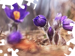 Flowers, pasque, blurry background, purple