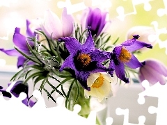 pasque, Flowers, bouquet