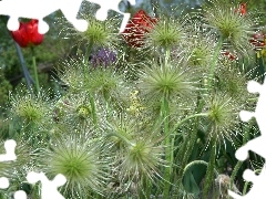 seedheads, pasque