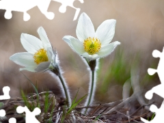 pasque, Flowers, White