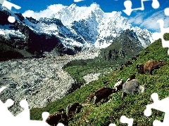 pasture, Tibet, Mountains