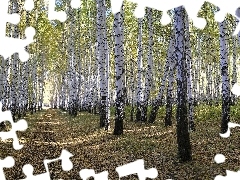 Path, birch, forest