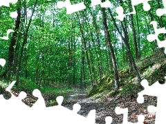 Path, oak, forest