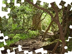 forest, rocky, Path, Climbers