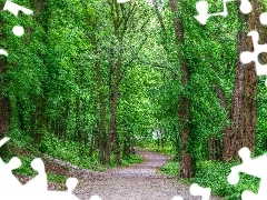 Way, trees, green, viewes, forest, Path, HDR