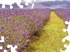 Path, Field, lavender