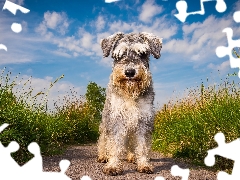 grass, miniature Schnauzer, Path