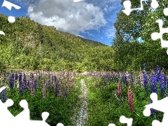 Mountains, lupine, Path, medows