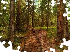 Path, forest, pine