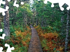 trees, forest, Path, viewes