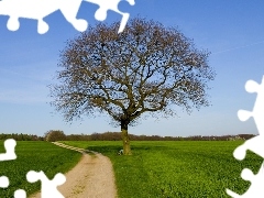 Path, trees, Green, grass, Meadow