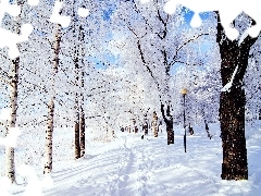 winter, birch, Path, snow