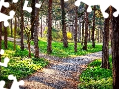 light breaking through sky, forest, Paths