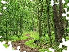 pathway, Green, forest