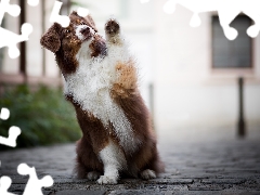 dog, Australian Shepherd, Pavement, Brown and white