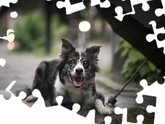 dog, Pavement, Umbrella, Border Collie
