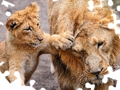 paw, Lion, young