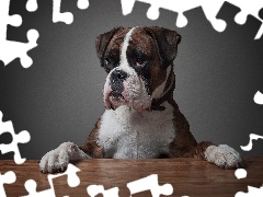 paws, boxer, Table