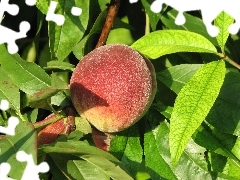 Mature, peach