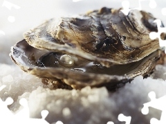 maritime, Clams, pearl, shell