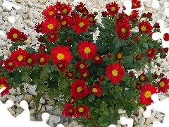 Flowers, Chrysanthemums, Pebble, Red