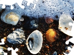 Shells, Pebble