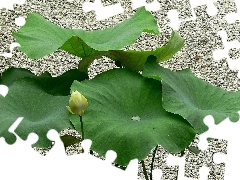 Leaf, lotus, pebbles, doughnut