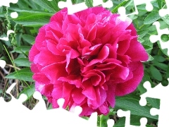 Peonia