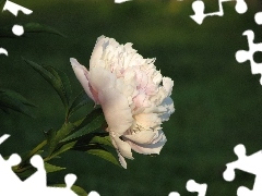 peony