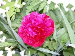 peony