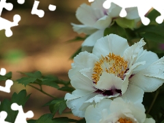 Colourfull Flowers, White, peony