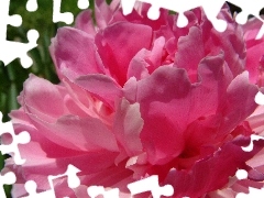 peony, Pink, flakes